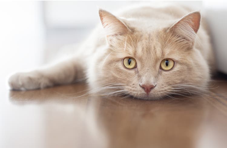 Close-up of a cat lying on the floor