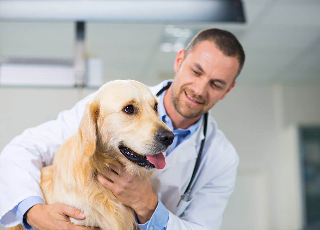 Vétérinaire examinant un chien