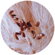 Pulci adulti sul cane