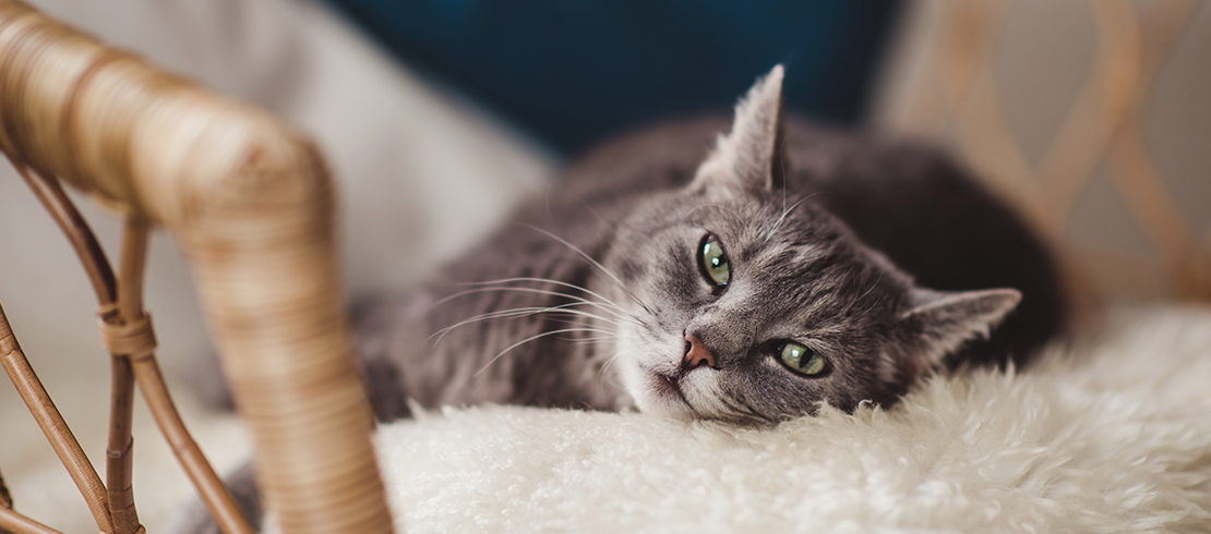 Getigerte graue Katze, die auf einem flauschigen Kissen liegt – einem idealen Eiablage-Platz für Katzenflöhe.