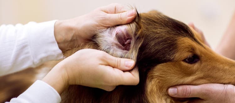 Vétérinaire examine collie chien otite