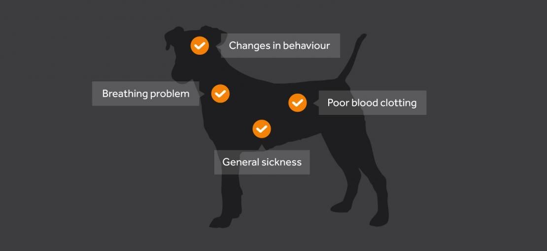 lave et eksperiment barmhjertighed revidere Symptomer på fransk hjerteorm hos din hund