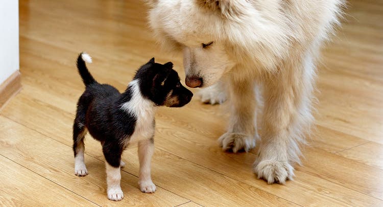A puppy sniffing a grown Samoyed. 