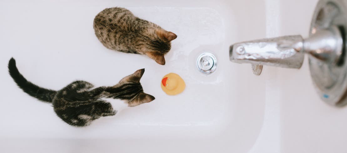 Kitten being bathed in warm water to remove fleas