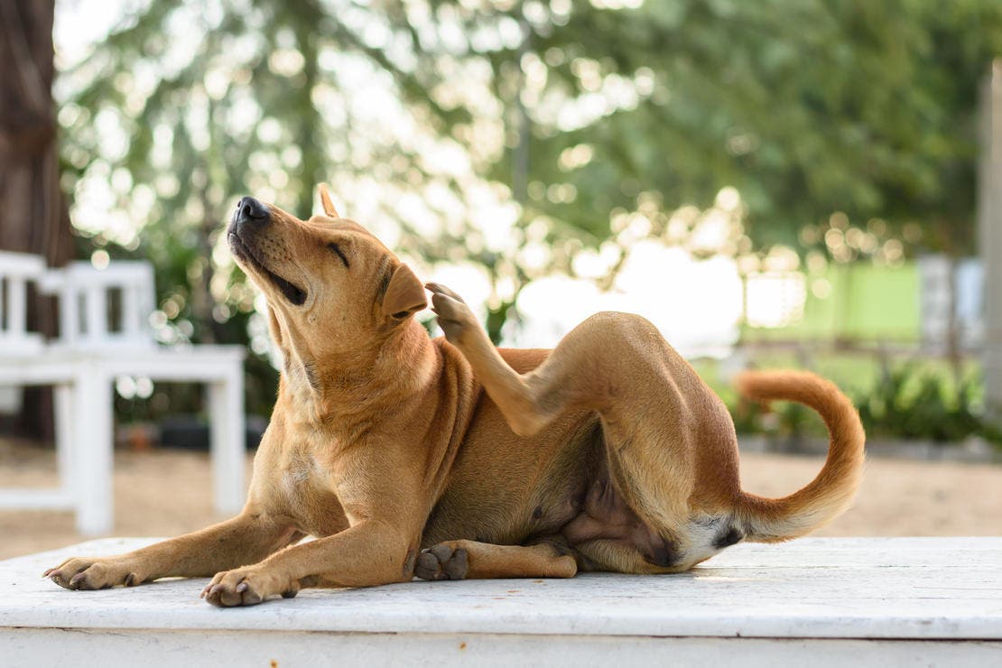 foto_van_liggende_hond_die_zijn_hoofd_krab