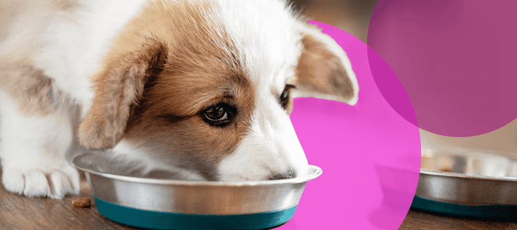 Puppy eating measured amount of food out of small silver bowl.
