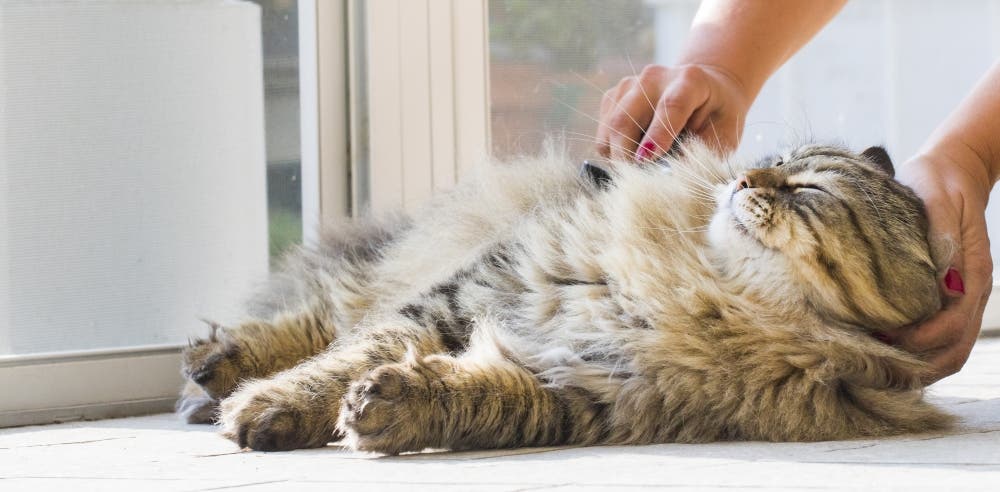Owner brushing long haired cat looking for ticks