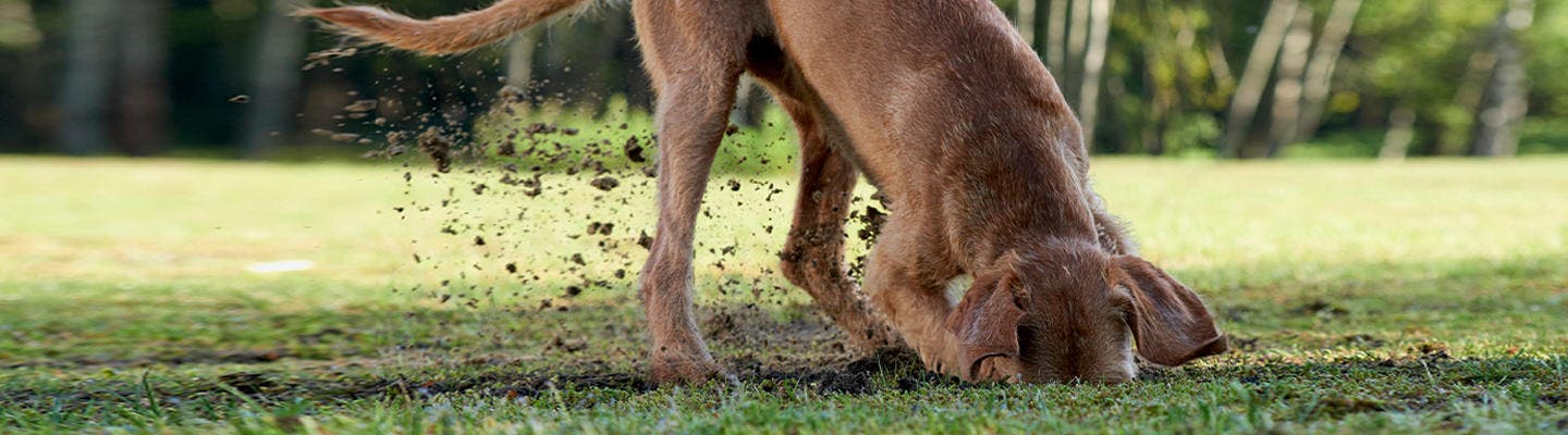 brun hund gräver i marken