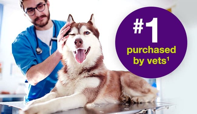  dog sitting on vet table with purple icon for number 1