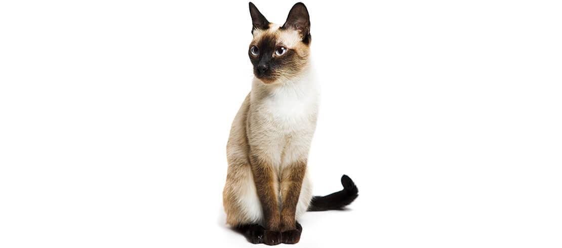 Siamese cats are loving and intelligent, great for allergy sufferers