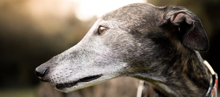 A close up of a senior Greyhound’s face.
