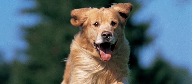 golden retriever løber med glad åben mund