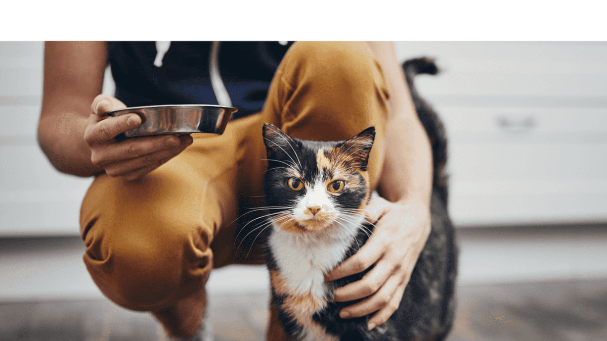 Image showing a cat getting food