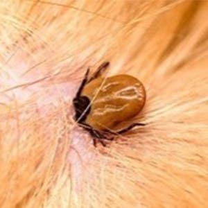 Tick on skin
