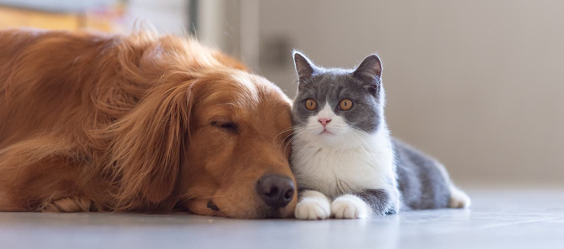 Image of a happy cat and dog lying next to each other 