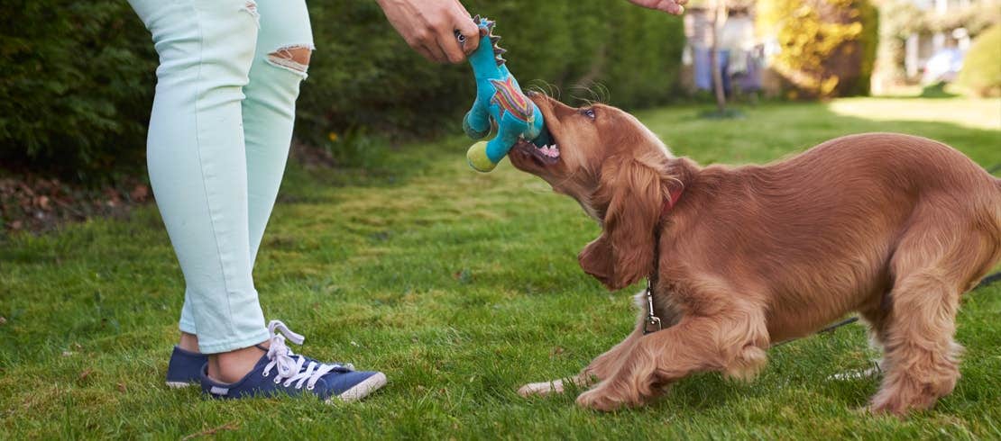 Owner playing tug of war with her cocker spaniel dog in the yard.