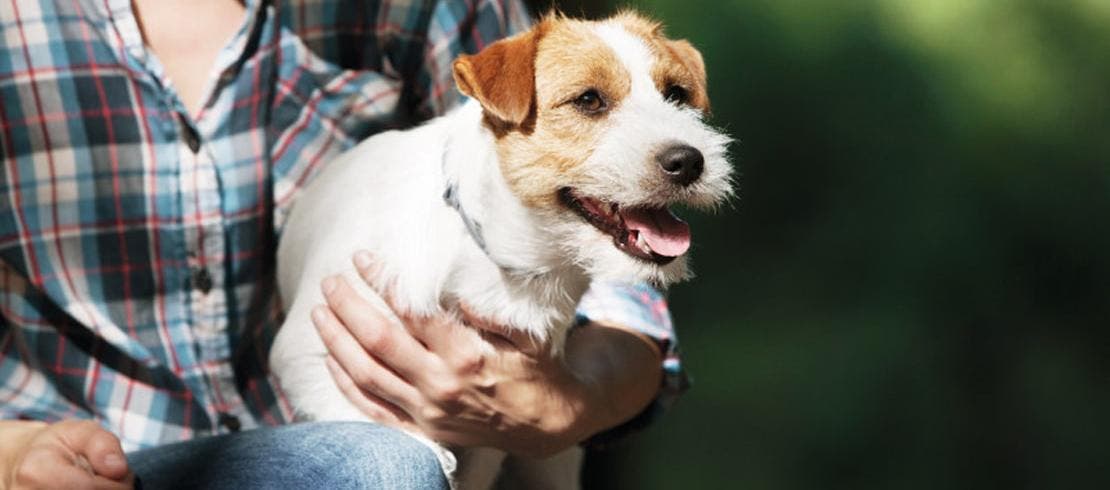 terrier held by owner in flannel