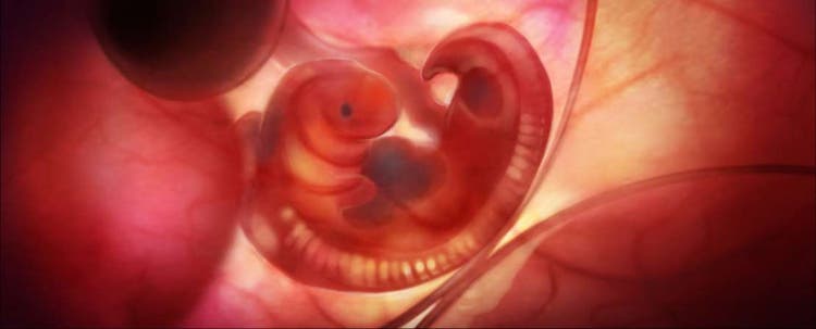 Échographie d’un fœtus de chien in utero