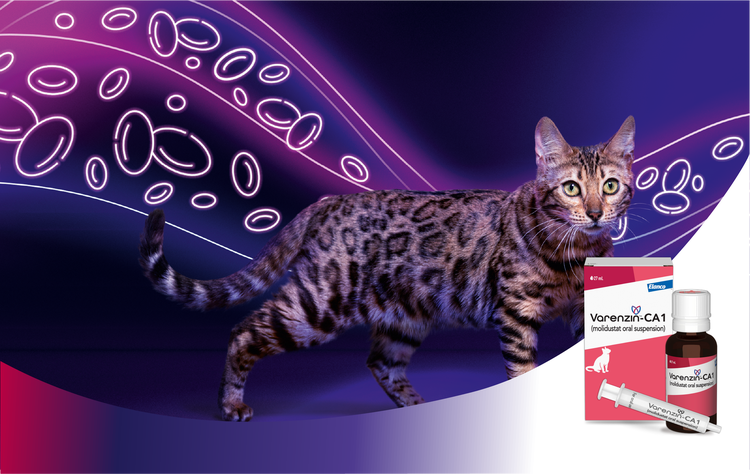 Varenzin™-CA1 for cats | Manage CKD-related anemia