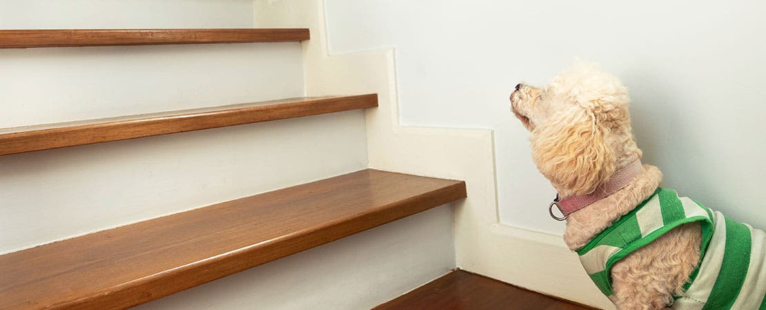 Dog looking up wooden stairs 