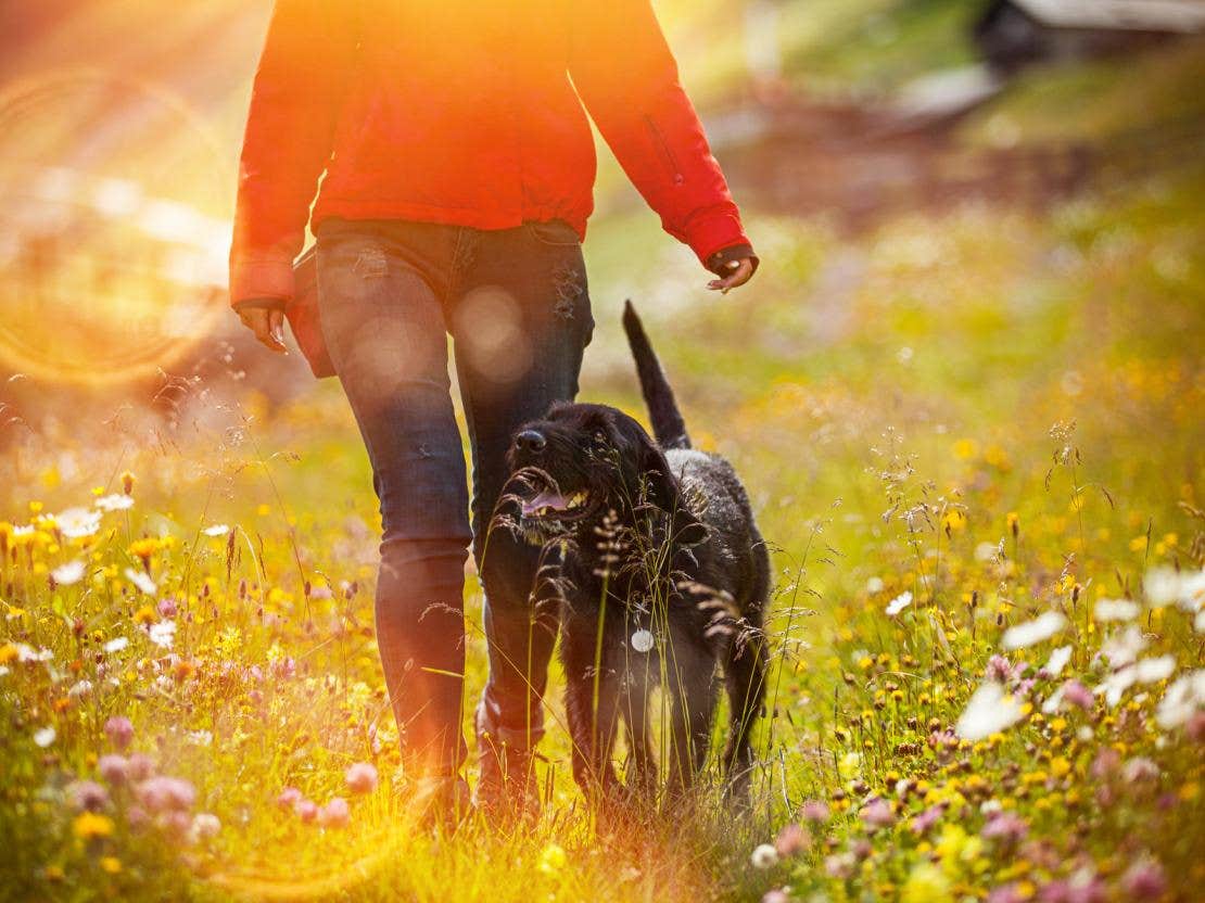 Claves para pasear con perros