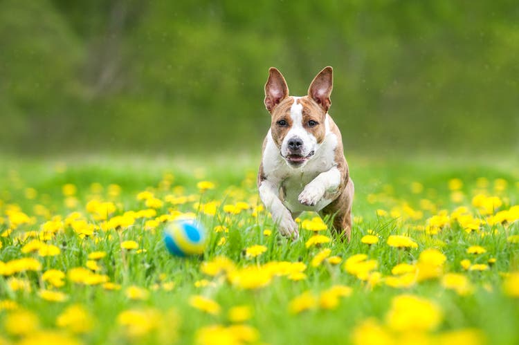 Собака бежит за мячиком по цветочной лужайке 