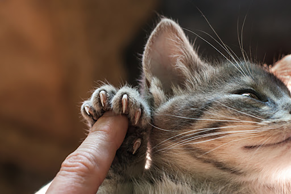 Baasje drukt op kussentje van poot zodat nagels tevoorschijn komen