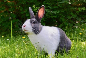 Rabbit insurance provided by Petplan