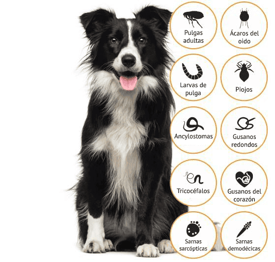 advantage-multi_tower_dog_parasites