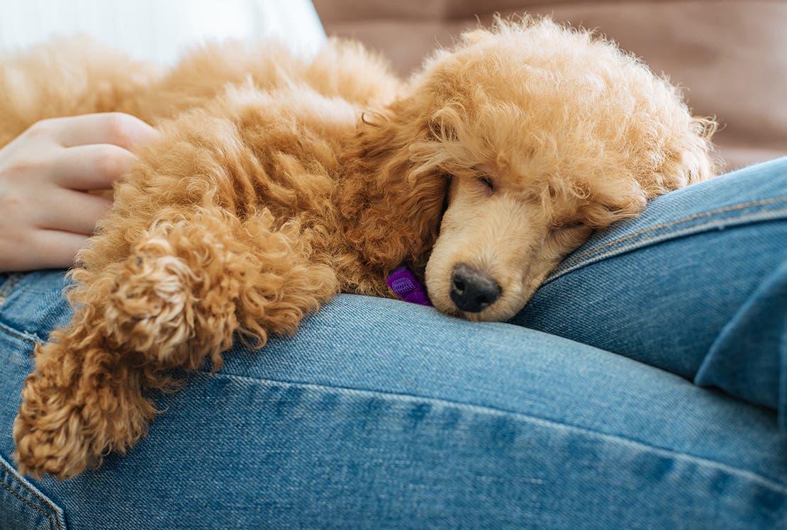 A poodle mix napping on human’s lap