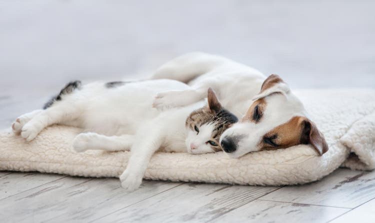 gato y perro juntos
