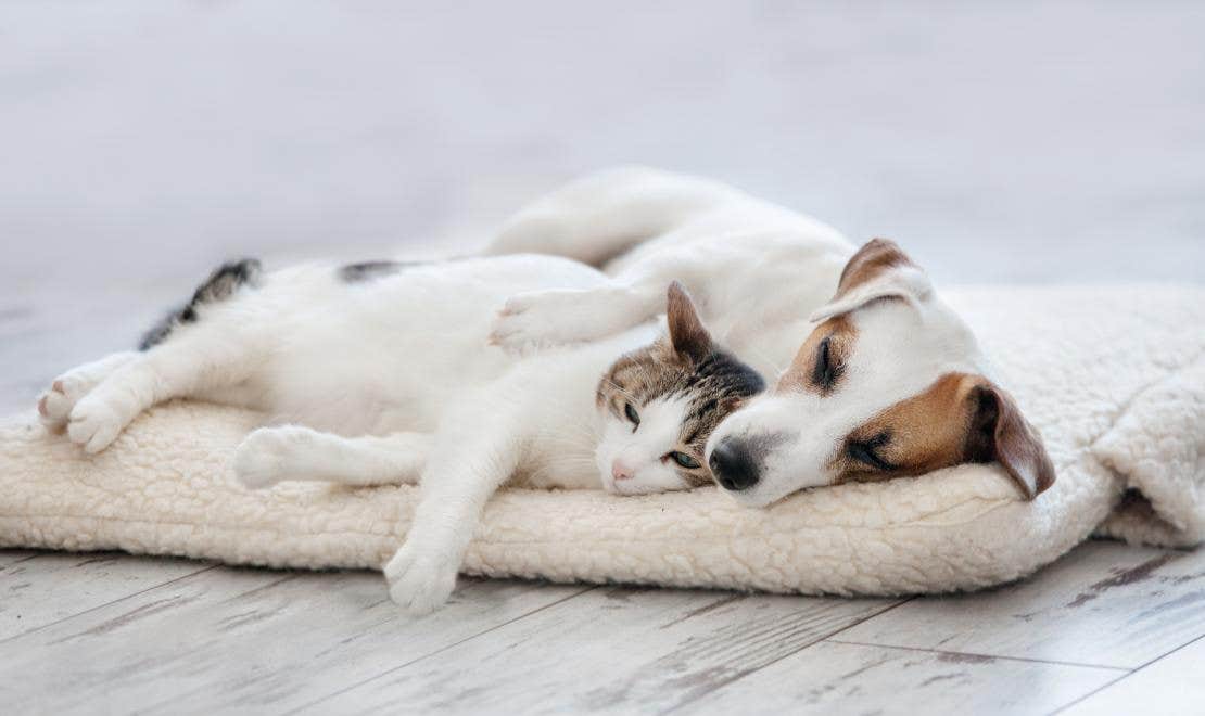 gato y perro juntos