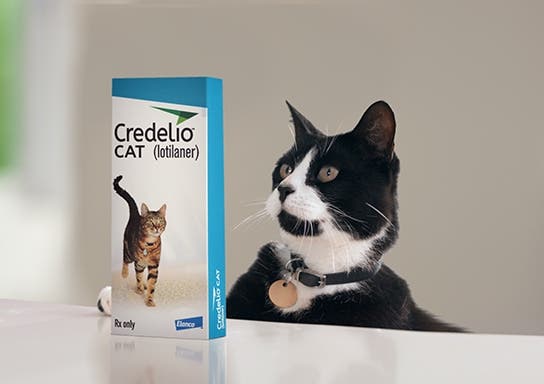 A cat at a countertop with Credelio