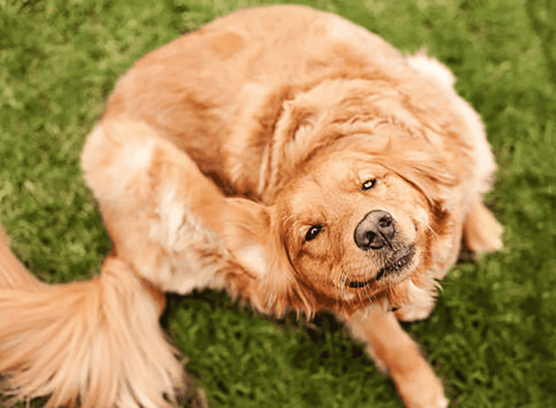 hond