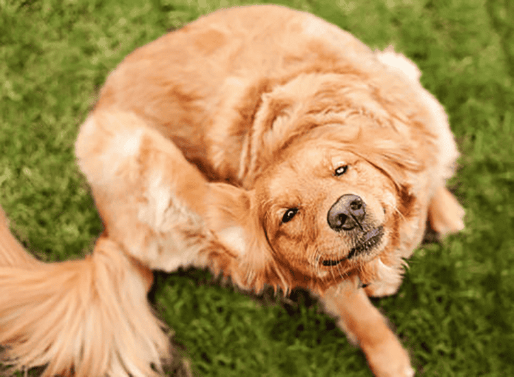 hond