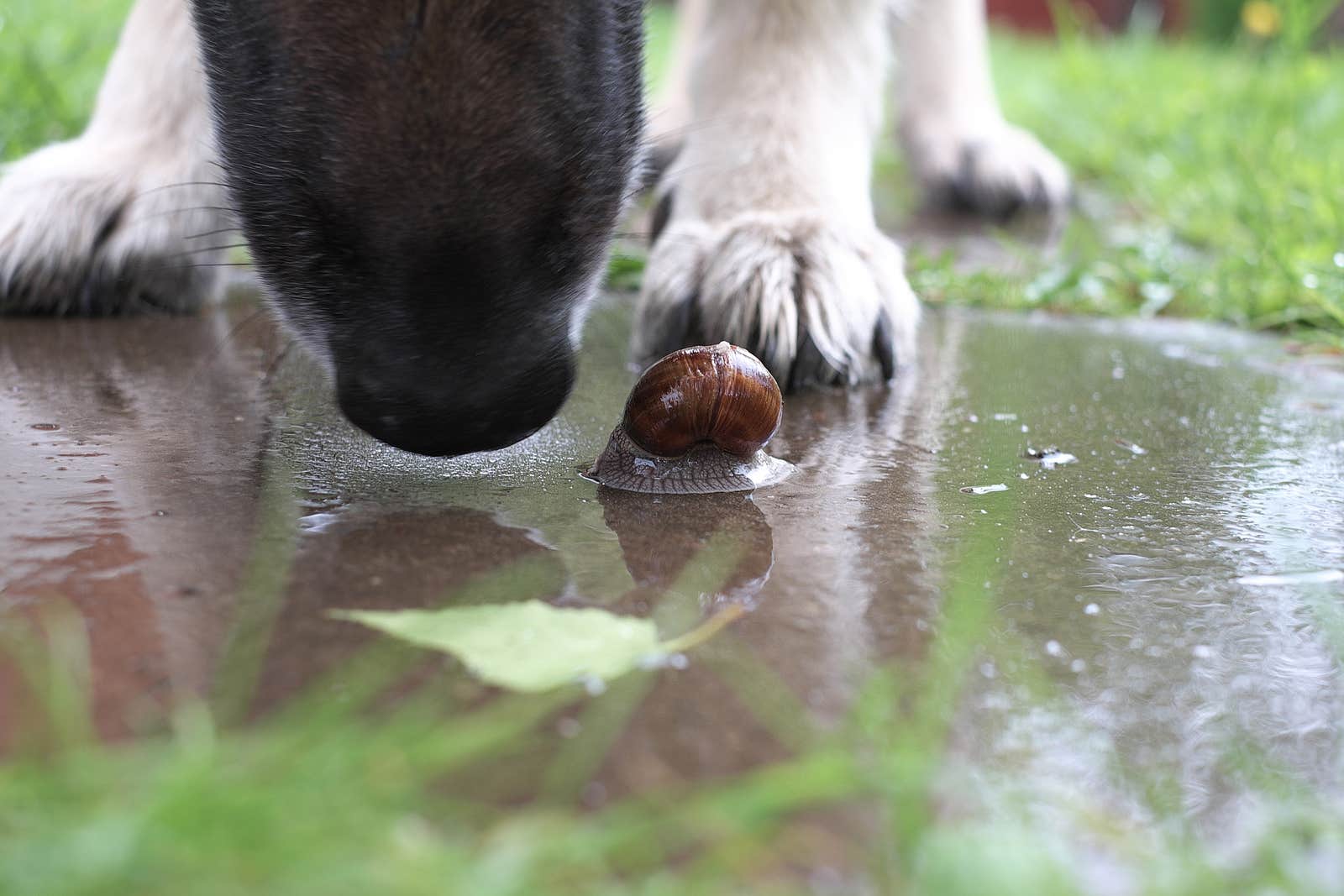 chien qui ramasse un escargot