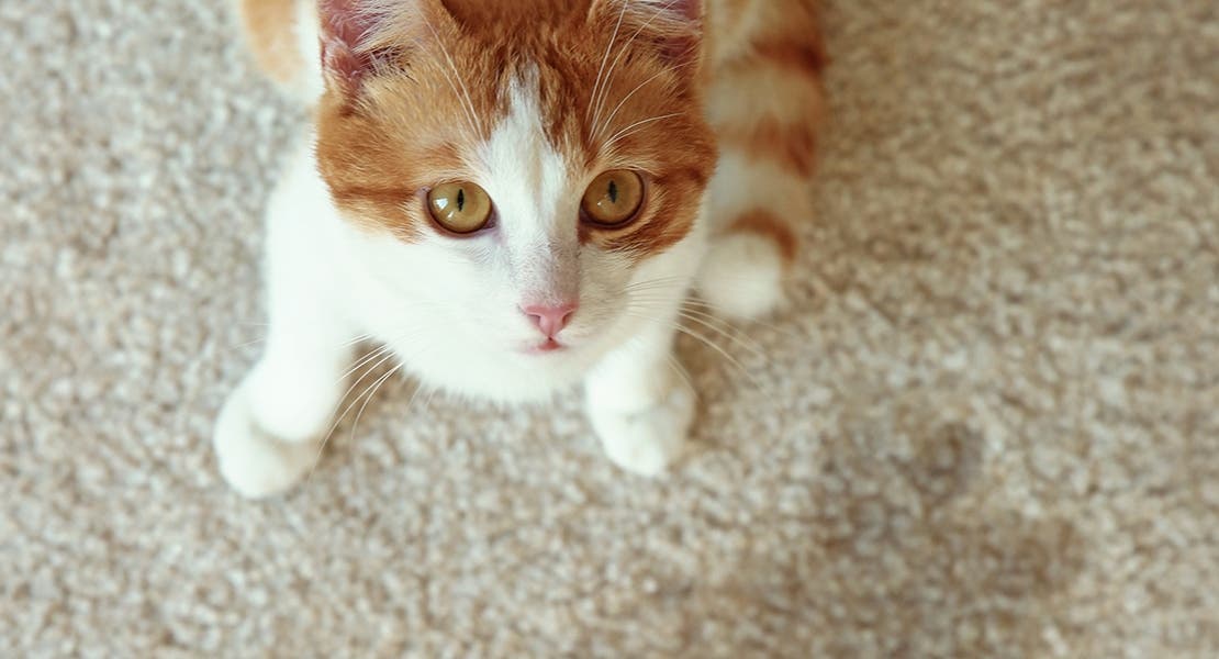A tabby cat sitting next to a cat pee spot on the carpet. 