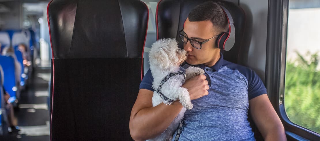 A bichon frise snuggling with owner while traveling on a train.