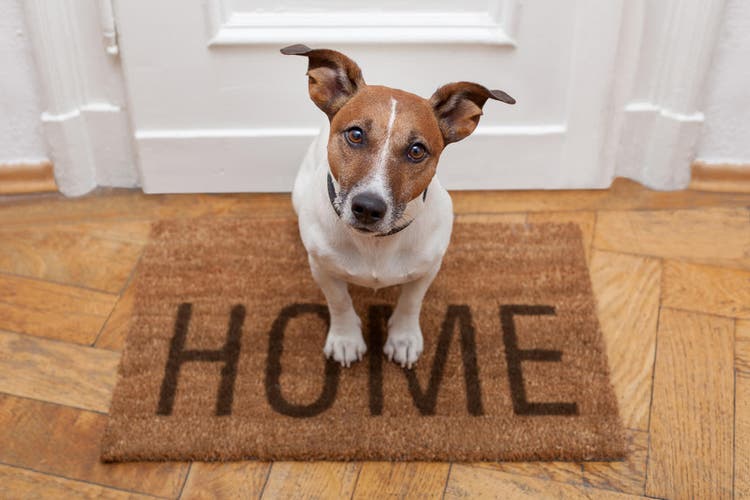 A dog sitting on a door mat that says “home”