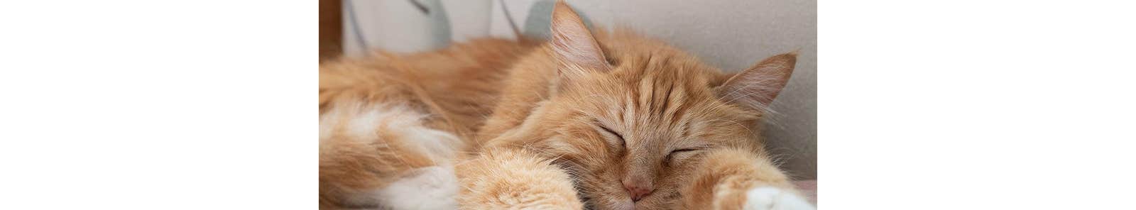 Ginger cat lying on bed
