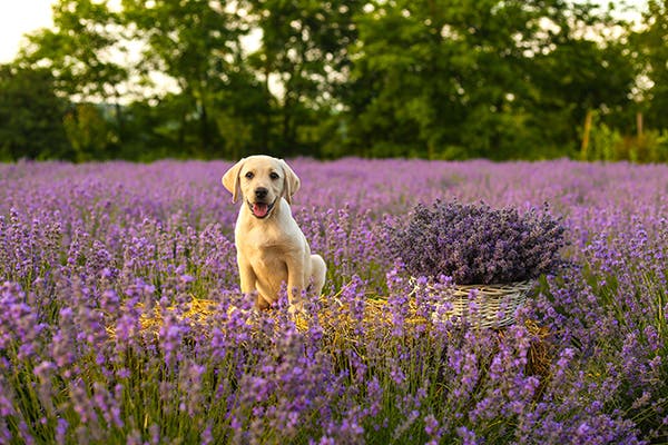Valkoinen labradorinnoutajan pentu istuu laventelipellolla