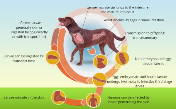 Hookworm life cycle