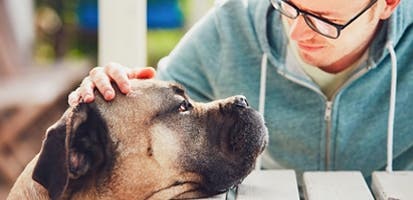 owner-petting-boxers-head