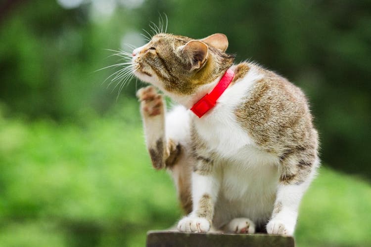 Чому чухається кіт: найпоширеніші причини