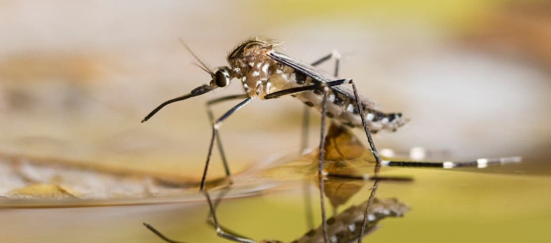 Close-up of mosquito in a standing puddle.