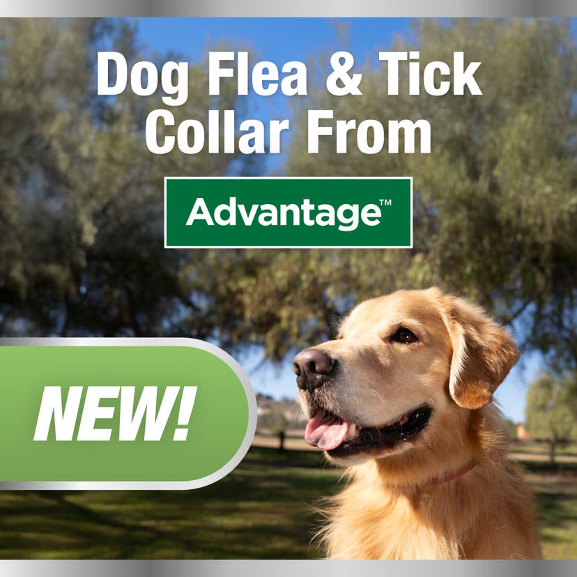New dog flea and tick collar from Advantage 
