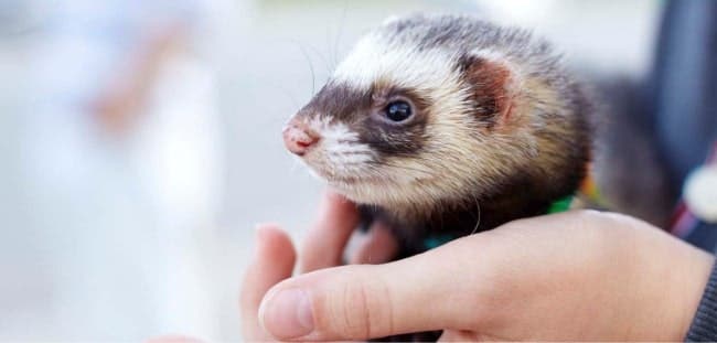  a man holding a ferret in his hand