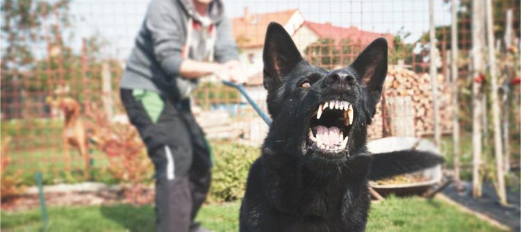Cane aggressivo
