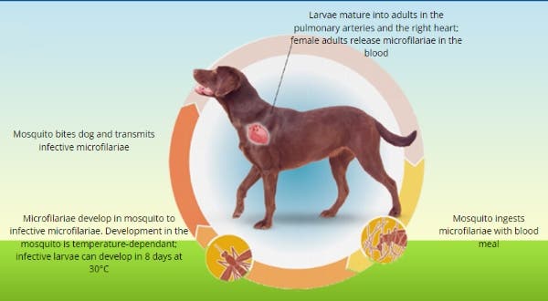 Heartworm life cycle
