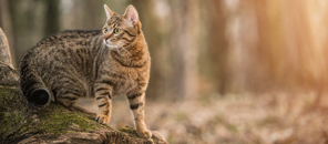近所をパトロール中の屋外の猫 